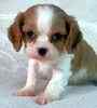 Cavalier King Charles Spaniel puppies for sale
