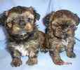 Shorkie puppies for sale
