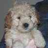 Goldendoodle puppies for sale