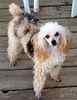 Toy Poodle puppies for sale