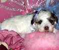 Maltipoo puppies for sale