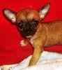 Chihuahua puppies for sale