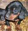 Miniature Dachshund puppies for sale