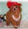 Toy Poodle puppies for sale