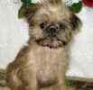 Brussels Griffon puppies for sale
