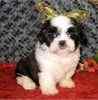 Shih Tzu puppies for sale