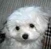 AKC registered Maltese dogs