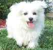 AKC Malteses