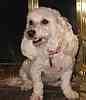 Maltepoo puppies for sale