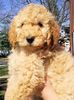 Labradoodle puppies for sale