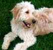 Goldendoodle puppies for sale