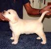 Labrador Retriever puppies for sale