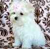 Classified ad for Maltese dogs