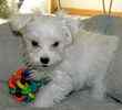Maltese dog breeder