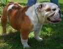 English Bulldog puppies for sale