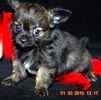 Chihuahua puppies for sale