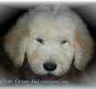Goldendoodle puppies for sale