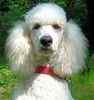 Standard Poodle puppies for sale