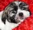 Shih Tzu puppies for sale