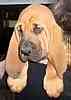 Bloodhound puppies for sale
