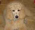 Standard Poodle puppies for sale