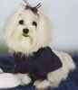 Maltese pup