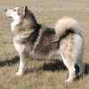 Alaska Malamute puppies for sale