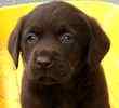Labrador Retriever puppies for sale