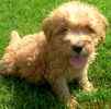 Goldendoodle puppies for sale