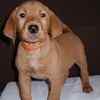Labrador Retriever puppies for sale