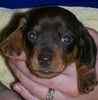 Dachshund puppies for sale