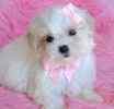 Maltepoo puppies for sale