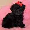 Peekapoo puppies for sale