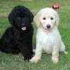 Standard Poodle puppies for sale