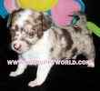 Chihuahua puppies for sale