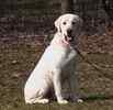 Labrador Retriever puppies for sale