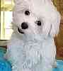 Maltese puppies for sale