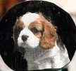 Cavalier King Charles Spaniel puppies for sale 