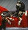Saluki puppies for sale