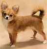 Chihuahua puppies for sale