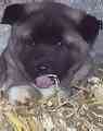 Akita puppies for sale