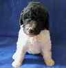 Standard Poodle puppies for sale