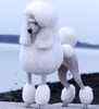 Standard Poodle puppies for sale