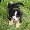 Bernese Mountain Dog puppies for sale 