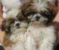 Shi Tzu puppies for sale