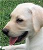 Labrador Retriever puppies for sale 