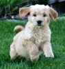 Goldendoodle puppies for sale