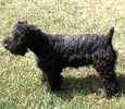 Kerry Blue Terrier puppies for sale 