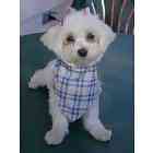 Maltese puppies