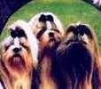 Shih Tzu puppies for sale 